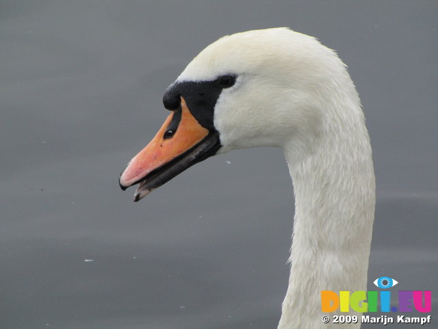 SX02816 Close up of swans head - Mute Swan [Cygnus Olor]